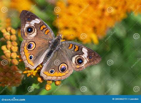  Junonia! Un papillon aux ailes tachetées qui danse au gré du vent et se nourrit de fleurs aux couleurs éclatantes