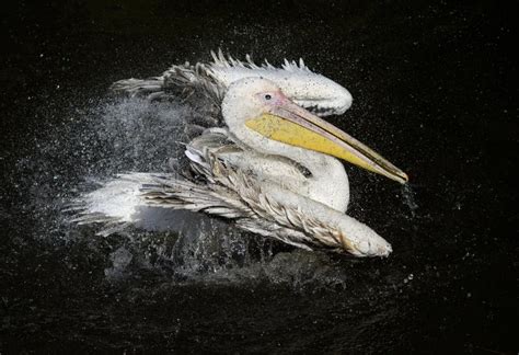  Pélican: Un Oiseau de Légende aux Plumes Magnifiques et à la Poigne d’Acier!