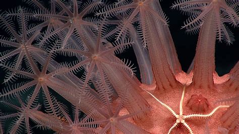  Organisme en forme d’étoile aux couleurs vives et fascinantes : découvrez le comportement étonnant de l'octocoral!