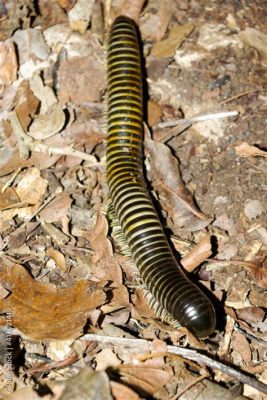  Fredericks Millipede : Un animal aux mille pattes qui brille de mille feux!