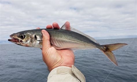  Jack Mackerel : Un poisson pélagique aux reflets argentés qui se nourrit de petits crustacés avec une insatiable faim!