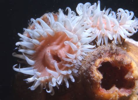  Kleptoplana:  Can this captivating anemones' stinging tentacles steal your heart?