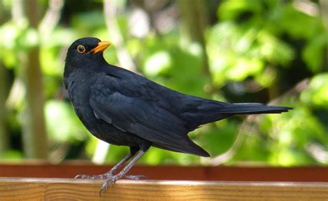  Merle: Un Oiseau Multicolore Qui Aiment Chanter Plus Que Dormir !