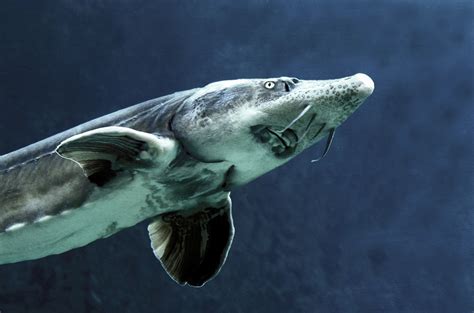  Murrena! Un poisson aux habitudes nocturnes étonnantes qui aime se cacher dans les grottes sous-marines.