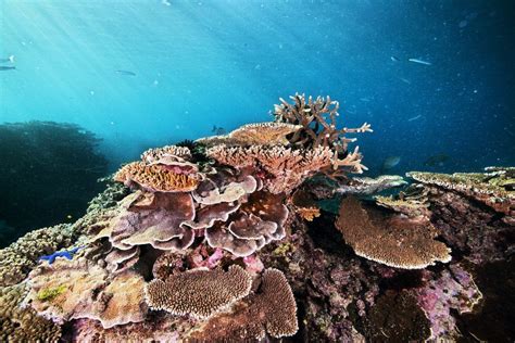  Queensland Carpet Coral:  Uncovering the Secrets of This Striking Reef Dweller!