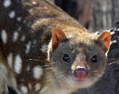  Quoll! Des Créatures Nocturnes aux Super-Pouvoirs Olfactifs Incroyables