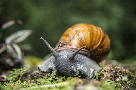  Sorocarpon! Découvrez ce curieux organisme qui se déplace à la manière d'un escargot géant et produit des structures uniques ressemblant à des champignons.