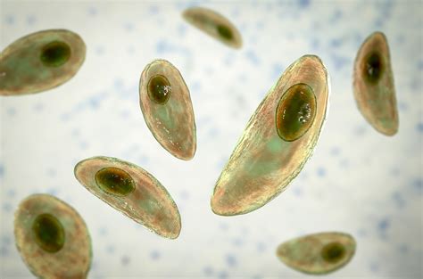  Toxoplasma ! Un Parasite Subtil aux Mystères Fascinants 