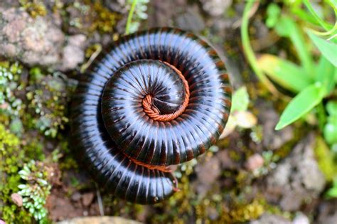  Vibrant Violet Millipedes: An Unexpected Jewel That Glistens on Forest Floors