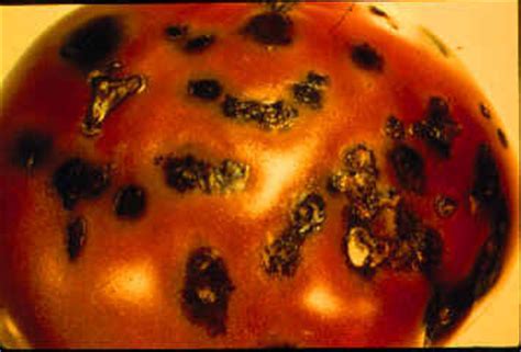  Xanthomonas: Un Microbe Microscopique Qui Déclenche des Épidémies Féroces dans le Monde Végétal!