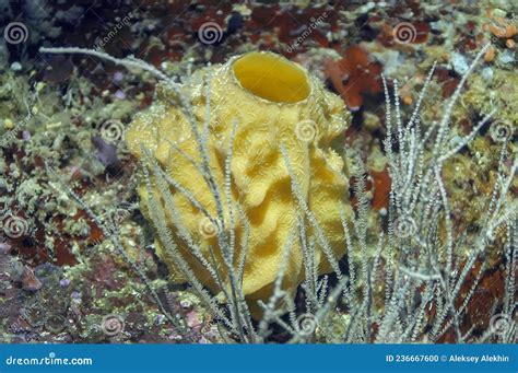  Yellow Barrel Sponge: A Colorful Reef Dweller That Possesses Remarkable Regenerative Abilities and Lives In Symbiosis with Algae!