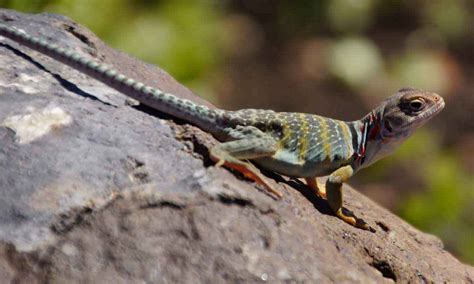  Zérodactylus: Un Lézard à Pieds Paléontologiques qui Saute entre les Plantes Carnivores